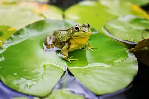 Una rana verde riposa su una ninfea, pronta a cacciare insetti, il suo cibo preferito.