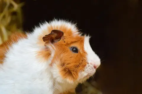 Porcellino d'India con pelo bianco e arancione, con un'espressione curiosa. Nessun segno di rogna visibile.
