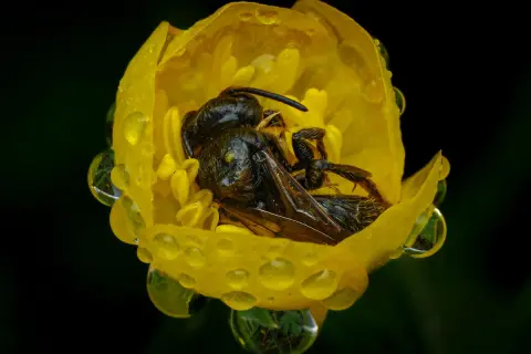 Api che dormono nei fiori gialli, bagnate da gocce di pioggia. Un riposo sereno per questi insetti laboriosi.