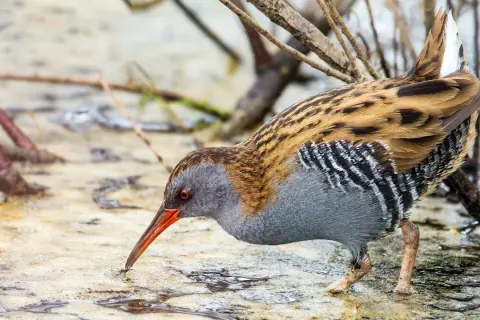Un uccello dal piumaggio striato e grigio, con becco arancione, cerca cibo nell'acqua. Sembra l'animale più pulito del mondo, immerso nella natura.