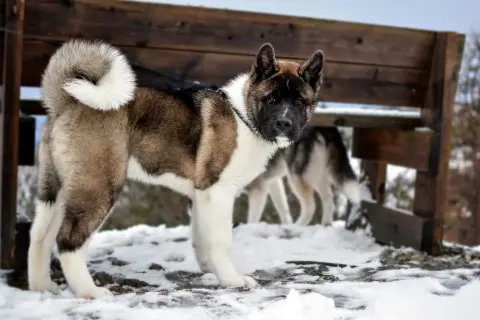 Un maestoso cane americano, con folto pelo bruno e bianco, posa fiero nella neve. Un altro cane americano è visibile sullo sfondo.