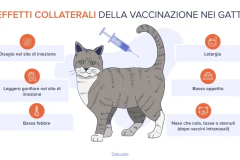 Effetti collaterali del vaccino gatto: disagio, gonfiore, febbre, letargia, scarso appetito, naso che cola o starnuti.