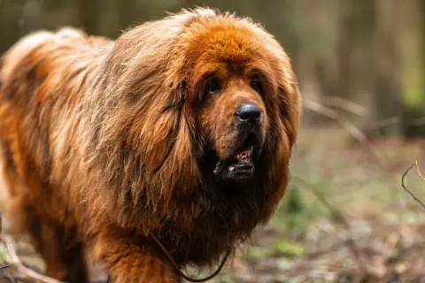 Un maestoso mastino tibetano con folta pelliccia color ruggine cammina in un bosco autunnale.