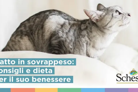 Gatto in sovrappeso: consigli e dieta per il suo benessere. Scopri come far dimagrire un gatto con la giusta alimentazione.