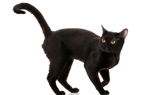 Un elegante Bombay cat nero con occhi dorati, in posa su sfondo bianco.