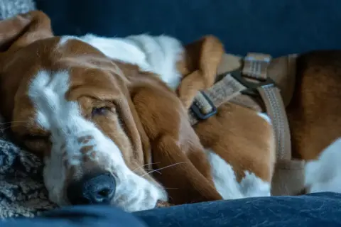 Un cane basset hound dorme profondamente, forse dopo 12 ore senza fare pipì. Le sue lunghe orecchie sono appoggiate su un morbido cuscino.