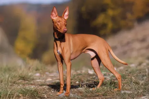 Un elegante cirneco dell'Etna, con le sue grandi orecchie dritte, osserva attentamente l'ambiente circostante in una giornata autunnale.