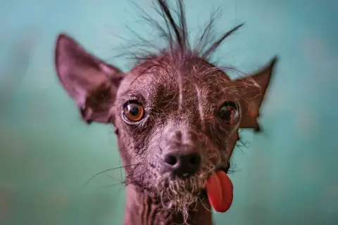 Un cane senza pelo, forse la prima razza di cane al mondo, con la lingua fuori e un ciuffo ribelle.