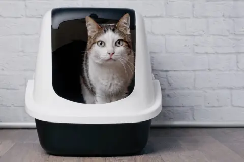 Gatto in lettiera, preoccupato per feci molli e maleodoranti. La cura è importante per il suo benessere.