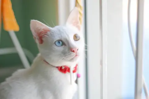Gatto Khao Manee bianco con occhi di colori diversi, uno blu e uno ambra, guarda fuori dalla finestra.