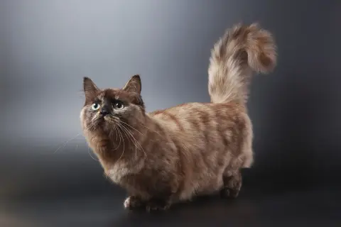Un adorabile gatto bassotto con pelo folto e occhi verdi smeraldo, posa con la coda vaporosa sollevata.