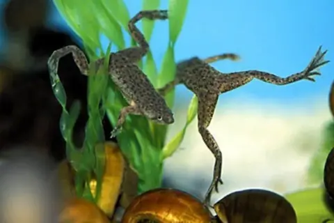 Due rane acquatiche nuotano tra piante verdi e lumache. Questo è il loro mondo, dove vive la rana.