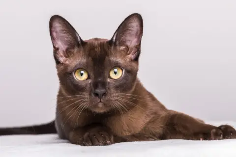 Un elegante gatto burmese dal manto color cioccolato, con occhi dorati penetranti, posa con grazia su uno sfondo chiaro.