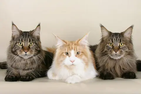 Tre magnifici Maine Coon, simili a una lince domestica, posano fianco a fianco con occhi penetranti e folti mantelli.