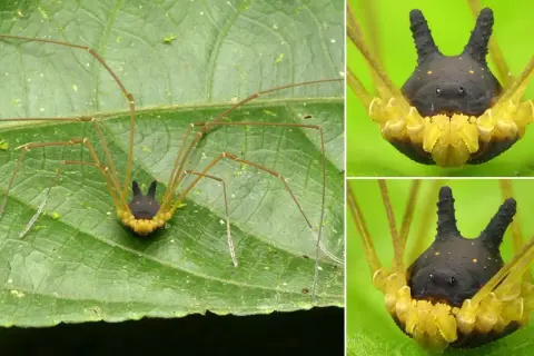 Un ragno Metagryne bicolumnata, con il suo corpo nero a forma di corno e zampe lunghe e sottili, riposa su una foglia verde.