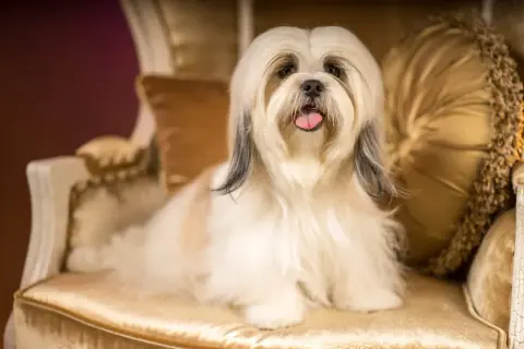 Un adorabile shih tzu con folta pelliccia bianca e nera siede su una sedia dorata, con la lingua fuori.