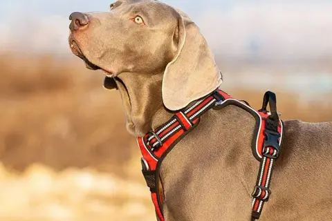 Cane Weimaraner con pettorina rossa, ideale per passeggiate sicure. Meglio collare o pettorina? La pettorina offre più comfort e controllo.