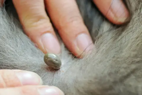 Dita che afferrano una zecca sul pelo di un cane. Guida su come togliere una zecca al cane in sicurezza.