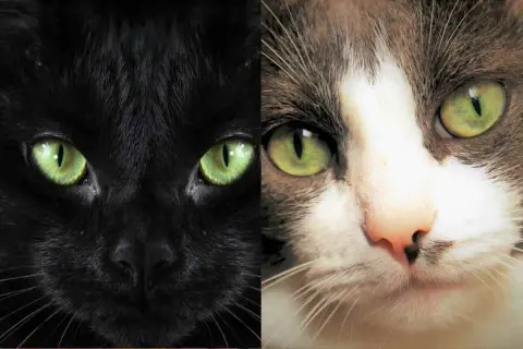 Occhi verdi brillanti di due gatti, uno nero e uno tigrato. Forse i gatti vedono in bianco e nero, ma i loro occhi sono pieni di vita.