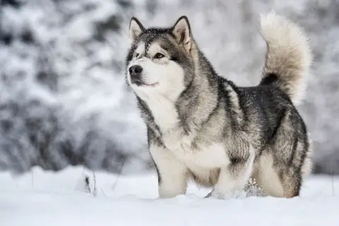 Alaskan Malamute dal carattere fiero, con folta pelliccia grigia e bianca, cammina nella neve.