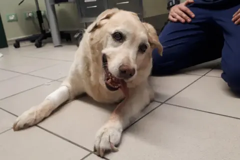 Cane con sindrome vestibolare, sdraiato a terra, con zampe fasciate. Un veterinario gli accarezza la testa.