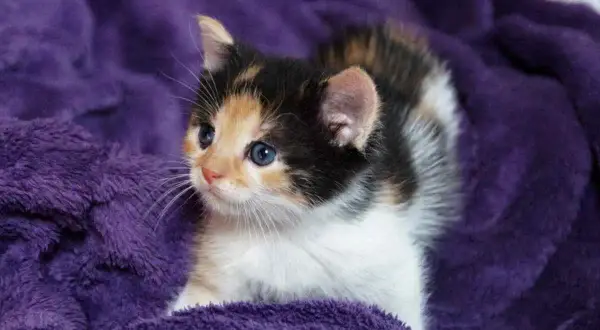 Un adorabile gatto tricolore con occhi azzurri guarda curioso da una morbida coperta viola.
