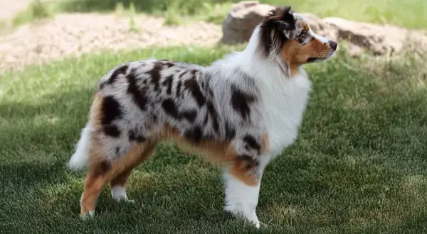 Un bellissimo miniature american shepherd con mantello merle e bianco, in piedi sull'erba verde.