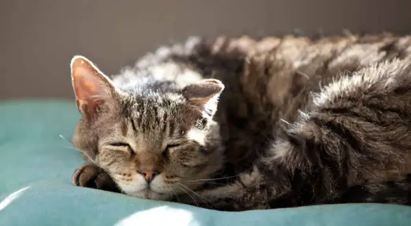 Gatto soriano dorme sereno. Se noti cambiamenti nel suo comportamento, come aumento della sete o della fame, potrebbero essere sintomi di diabete nel gatto.
