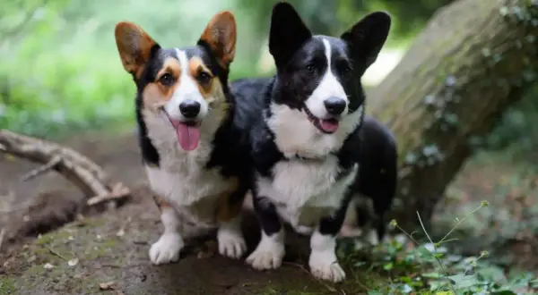 Due corgi cardigan, uno tricolore e uno nero, posano felici nel bosco.
