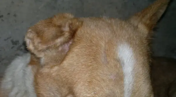 Primo piano dell'orecchio di un cane con segni di otoematoma. La pelle appare ispessita e arrossata, con peli radi.