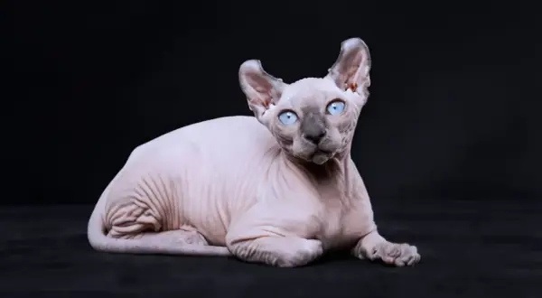 Un affascinante gatto senza pelo con occhi azzurri penetranti, sdraiato su uno sfondo scuro. La sua pelle rosa pallido è segnata da rughe che raccontano una storia antica.