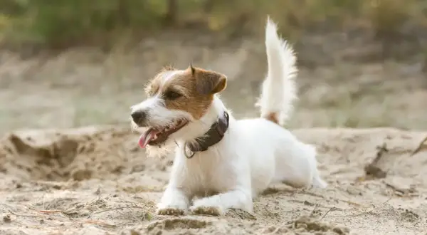 Un vivace jack russel bianco e marrone, con la lingua fuori, si riposa sulla sabbia in una giornata soleggiata.