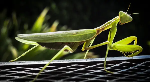 Una ierodula verde, con le zampe anteriori pronte all'attacco, si posa su una griglia metallica.