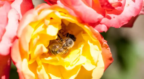 Un'ape riposa nel cuore di una rosa gialla e arancione, sembra che le api dormano qui.