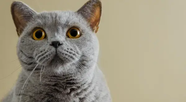 Un adorabile gatto certosino con occhi dorati e pelo grigio, che guarda intensamente verso l'obiettivo.