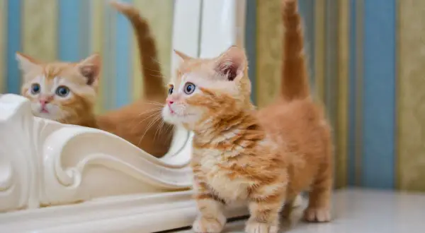 Un adorabile gatto munchkin arancione con occhi azzurri guarda il suo riflesso in uno specchio.