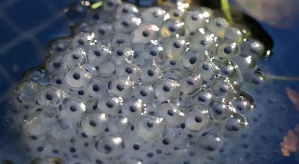 Morbide sfere trasparenti galleggiano sull'acqua: la rana depone le uova, promettendo nuova vita.