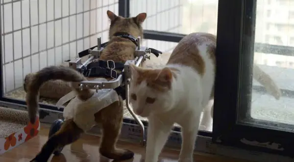 Un gatto disabile in un carrello si muove con l'aiuto di un altro gatto.