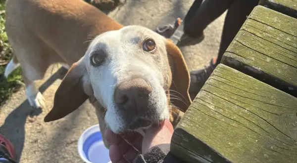 Un cane anziano con occhi dolci guarda verso la telecamera mentre una mano lo accarezza.