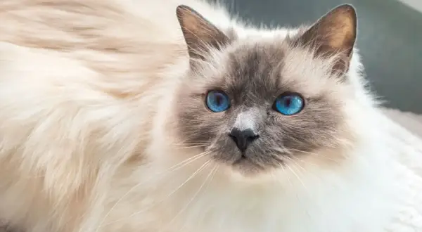 Un magnifico gatto birmano con occhi blu zaffiro, il suo pelo bianco e crema è soffice e invitante.