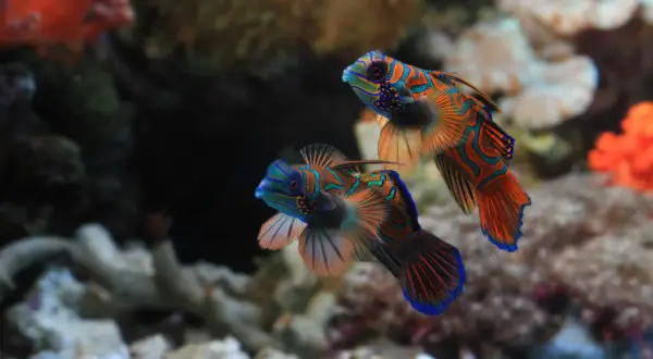 Due pesci mandarino nuotano in un acquario, mostrando i loro colori vivaci. Questi pesci bellissimi acqua dolce sembrano dipinti con striature arancioni, blu e verdi.