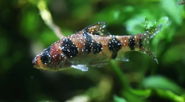 Pesce con puntini bianchi, forse un segno di malattia. Si cercano rimedi naturali per curare questi pesci.