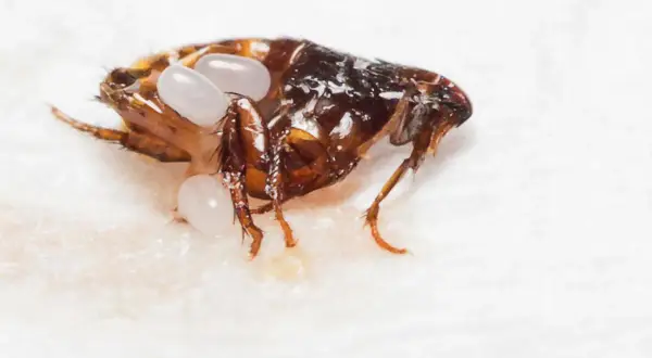 Pulce adulta con uova, un dettaglio per capire come eliminare le pulci in casa.