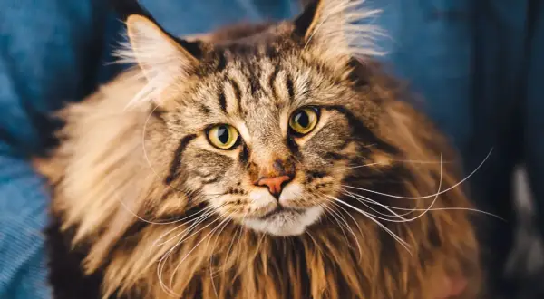 Primo piano di un maestoso Maine Coon con occhi verdi luminosi e folta pelliccia marrone tigrata.