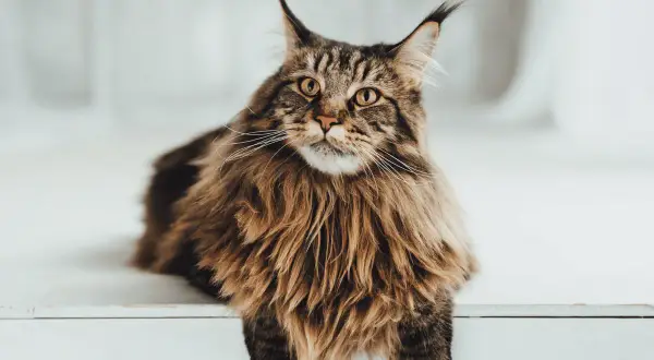Un maestoso Maine Coon gigante, con folta pelliccia e occhi penetranti, posa con regale eleganza.