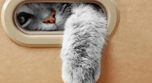 Un occhio curioso e una soffice zampa gatto spuntano da una scatola.