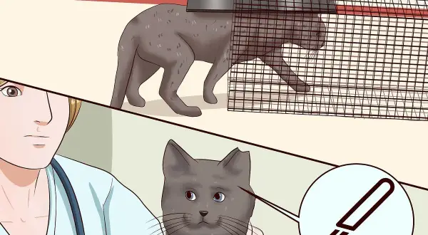Gatto in trappola, poi un veterinario con un bisturi. Illustra come allontanare i gatti in modo sicuro e umano.
