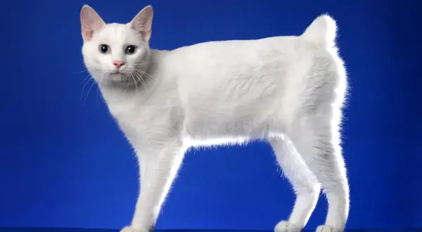 Un elegante gatto senza coda, tutto bianco con occhi azzurri, posa su uno sfondo blu.