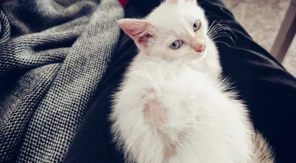 Un gatto bianco con macchie rosa sul pelo, forse un gatto perde pelo a chiazze, riposa su un tessuto scuro.