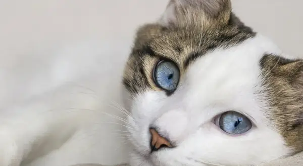 Un gatto bianco e marrone con incredibili **ojos azules** riposa su una superficie chiara.